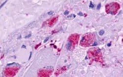 Motilin R/GPR38 Antibody, Novus Biologicals 50 &mu;g; Unconjugated:Antibodies,